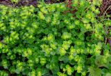 Chrysosplenium oppositifolium