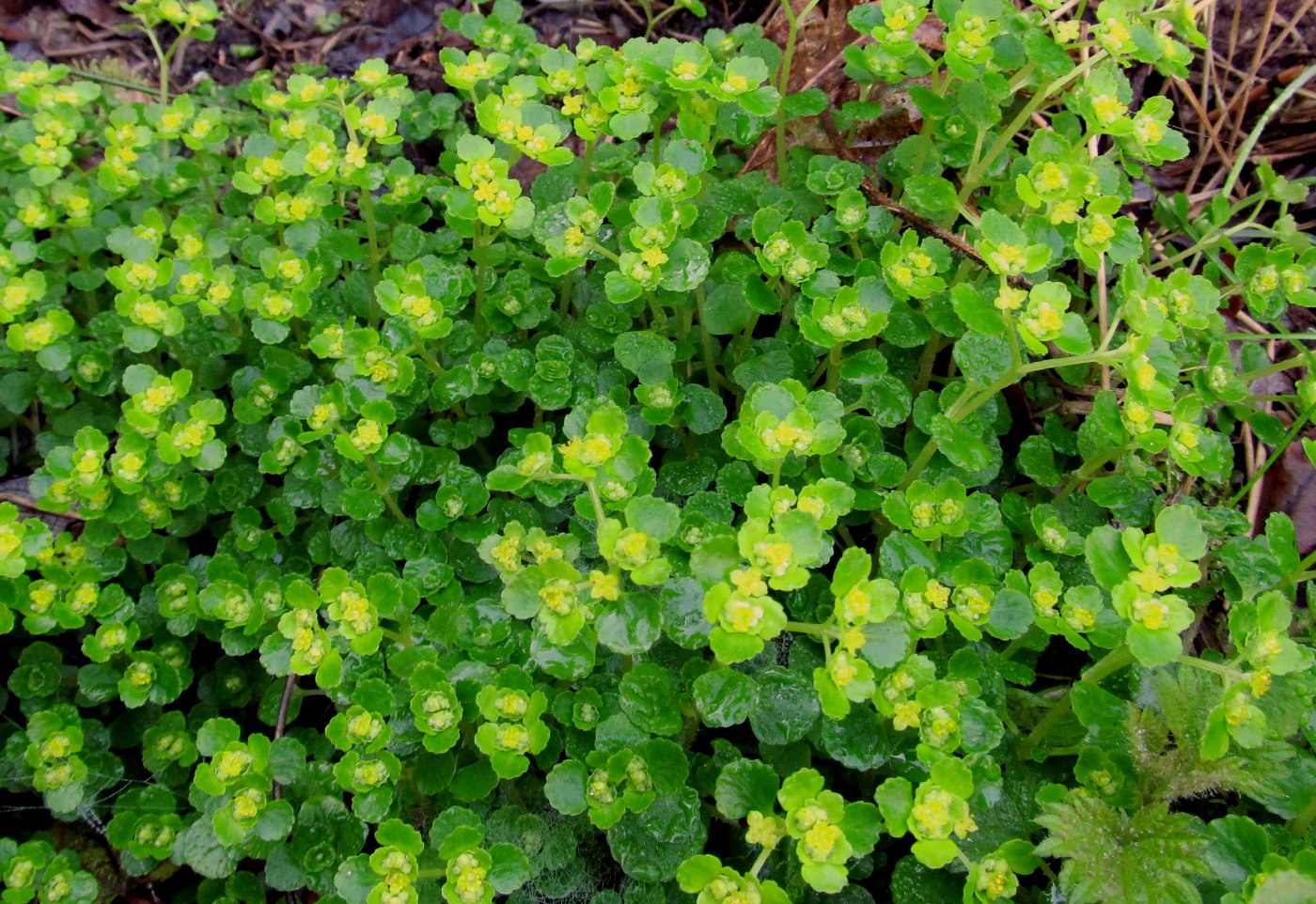 Image of Chrysosplenium oppositifolium specimen.