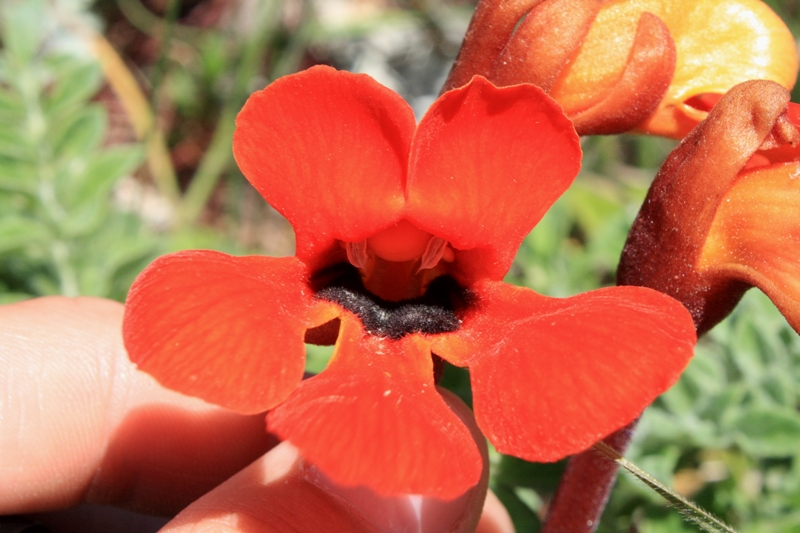 Изображение особи Phelypaea coccinea.