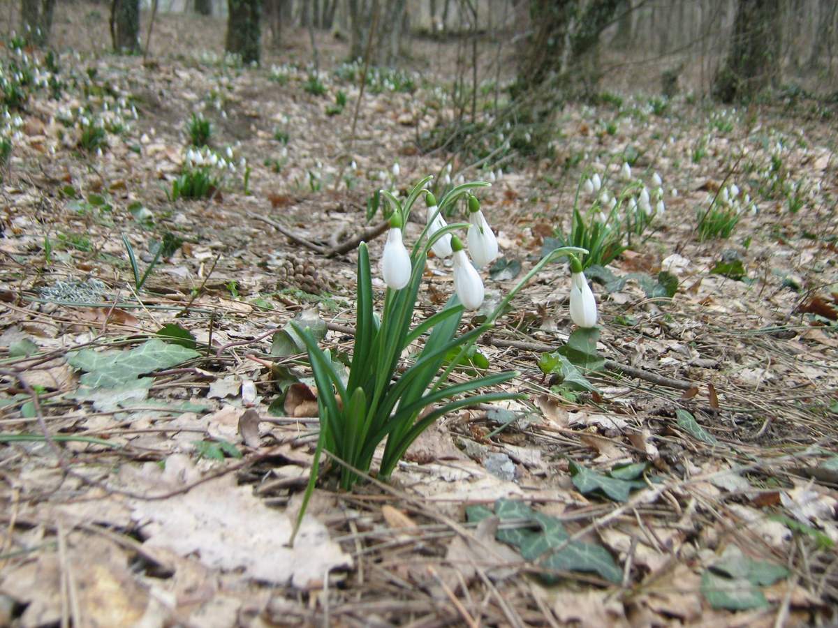 Изображение особи Galanthus plicatus.