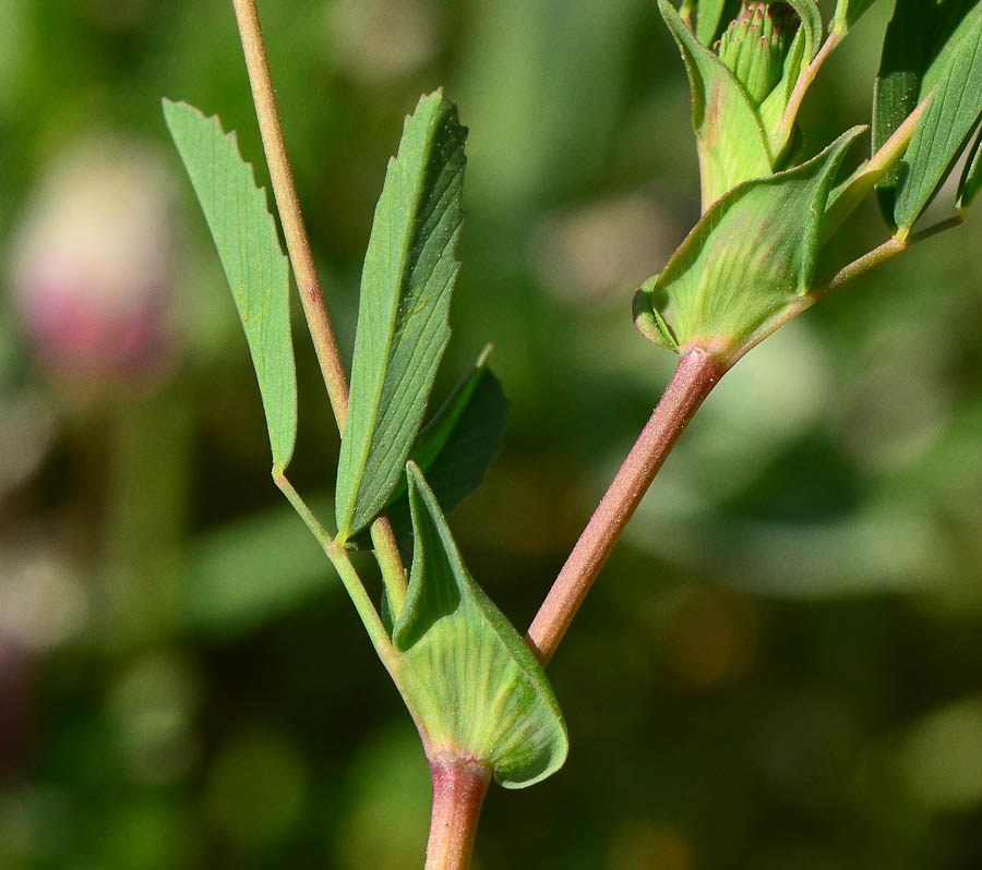 Изображение особи Trifolium philistaeum.