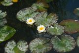 Nymphaea candida