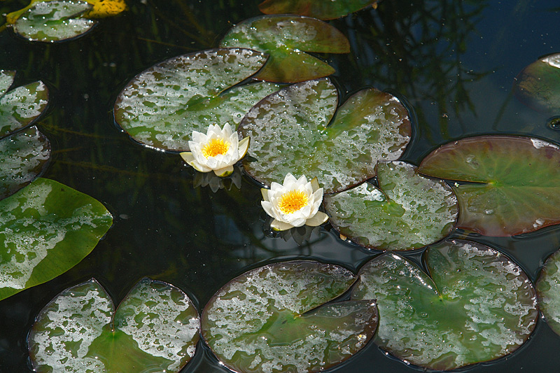 Image of Nymphaea candida specimen.