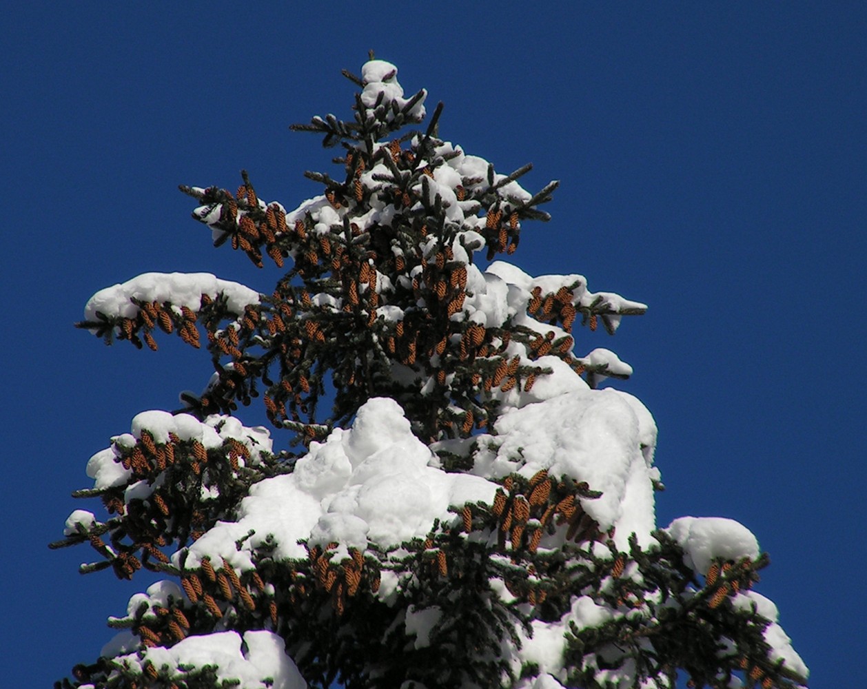 Image of Picea ajanensis specimen.