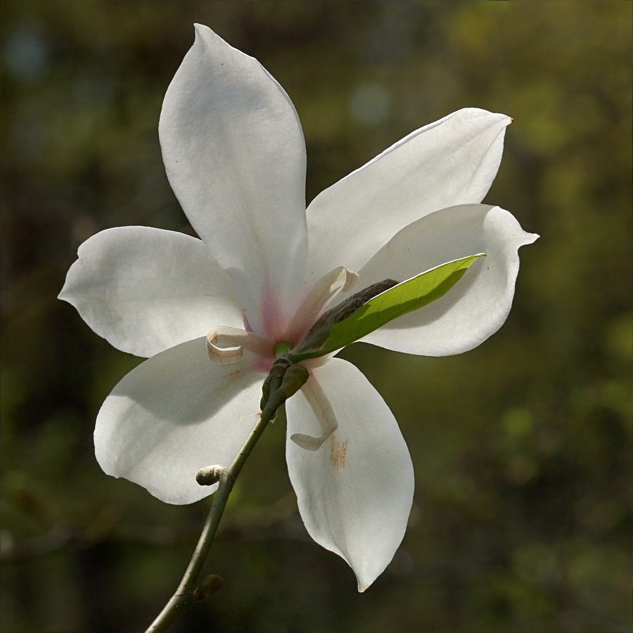 Изображение особи Magnolia kobus.