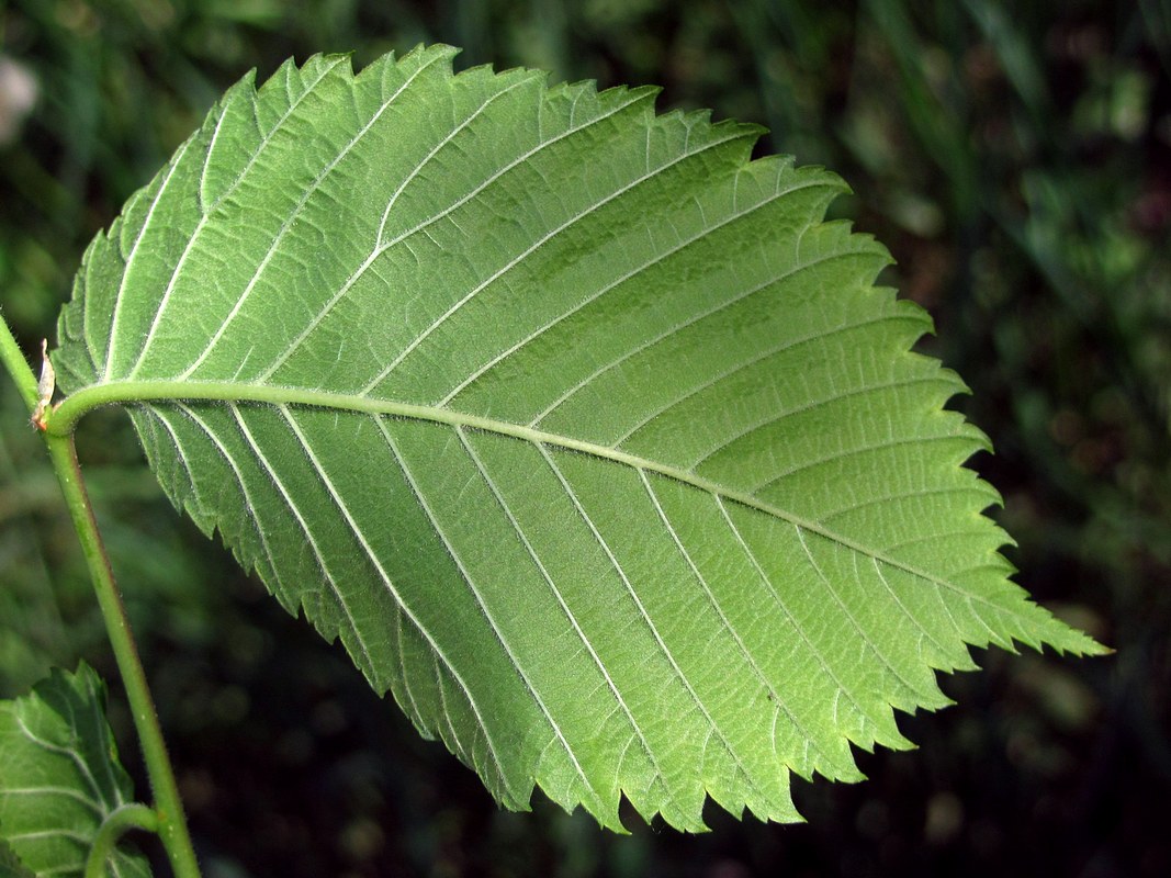 См листья по краю. Вяз гладкий (Ulmus laevis). Ulmus laevis листья. Вяз граболистный (Ulmus suberosa). Вяз обыкновенный Ulmus laevis.