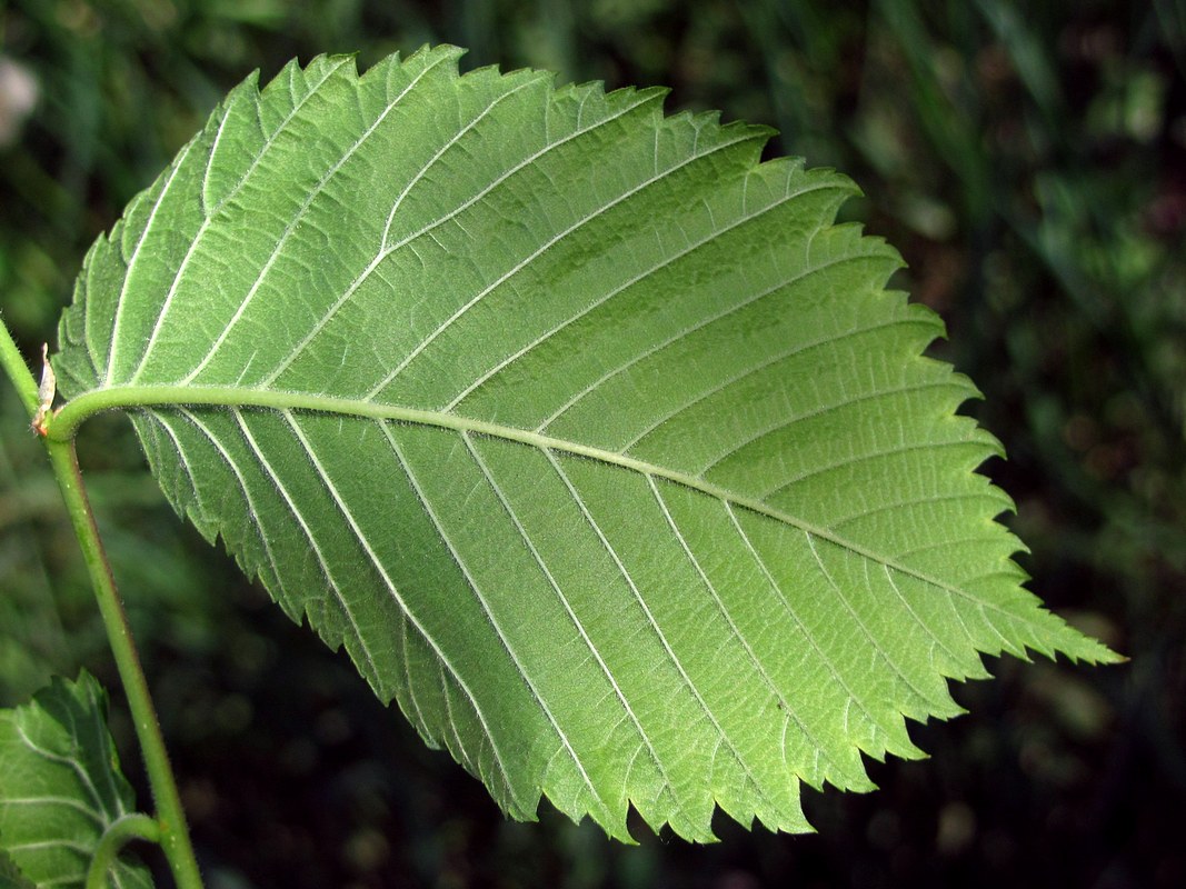 Фото листьев кустов с названиями. Вяз гладкий (Ulmus laevis). Ulmus laevis листья. Вяз граболистный (Ulmus suberosa). Вяз обыкновенный Ulmus laevis.