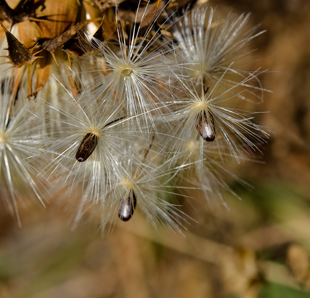 Image of Silybum marianum specimen.