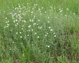 Cerastium arvense