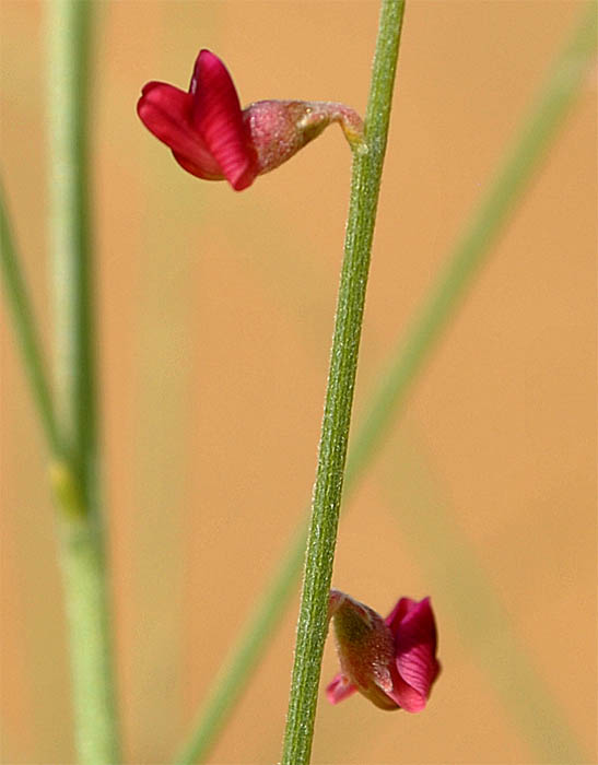 Image of Eremosparton aphyllum specimen.
