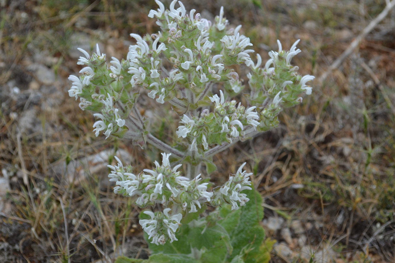 Image of Salvia aethiopis specimen.