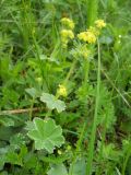 genus Alchemilla. Цветущее растение. Крым, гора Северная Демерджи. 2 июня 2012 г.