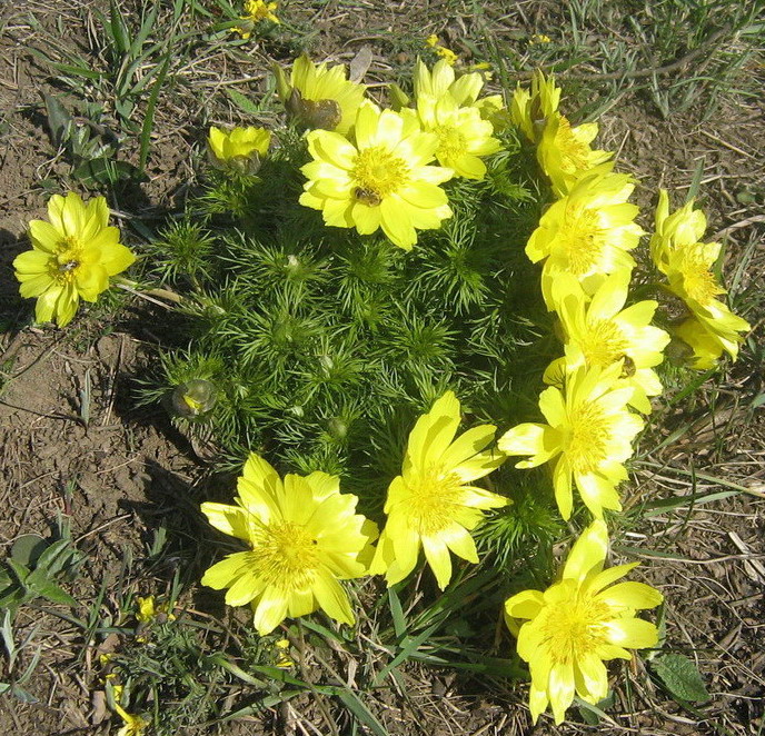 Image of Adonis vernalis specimen.