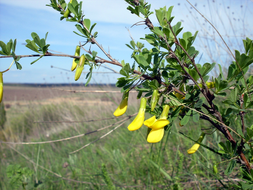 Image of Caragana frutex specimen.
