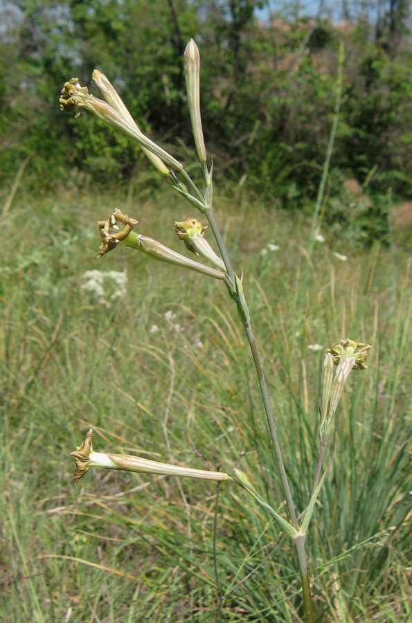 Изображение особи Silene bupleuroides.