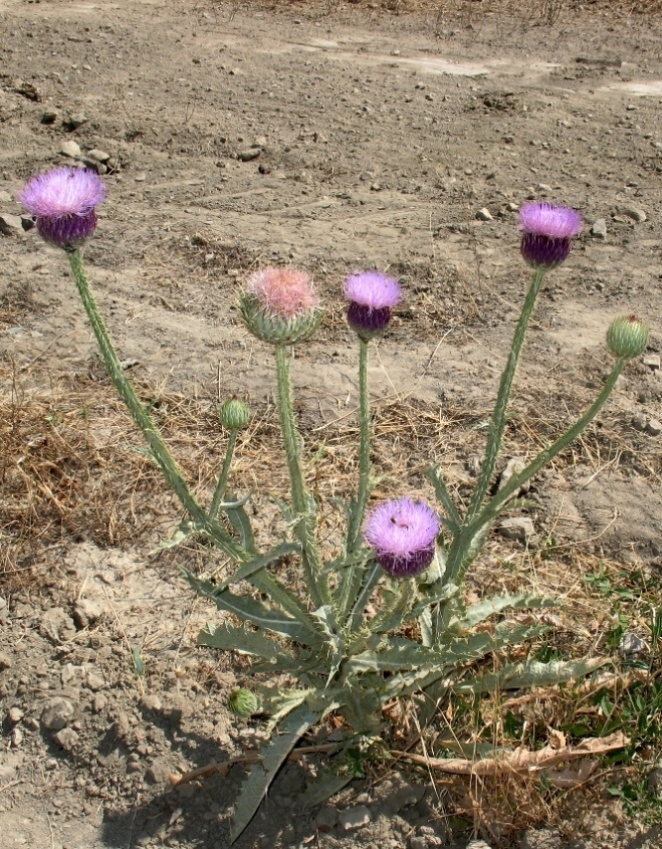 Image of Onopordum leptolepis specimen.
