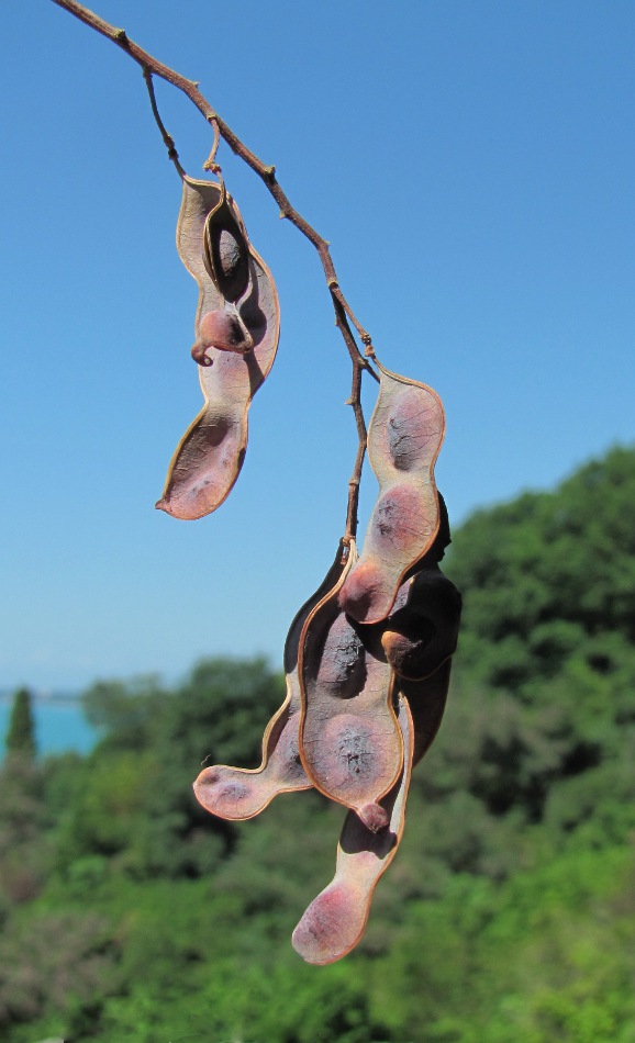 Image of Acacia dealbata specimen.