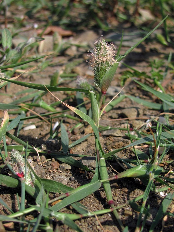 Image of Crypsis schoenoides specimen.