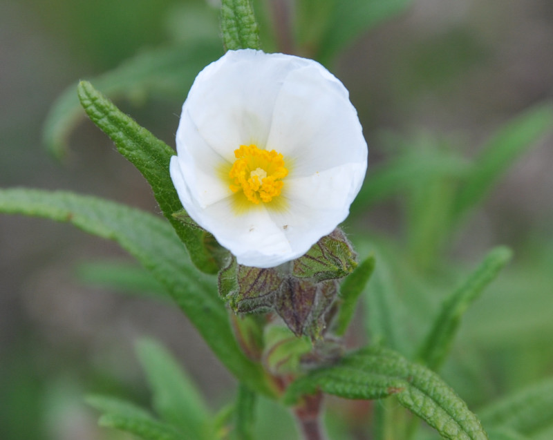 Изображение особи Cistus monspeliensis.