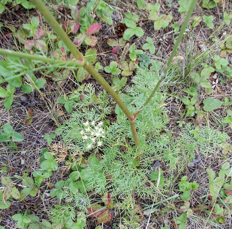 Изображение особи Kitagawia baicalensis.