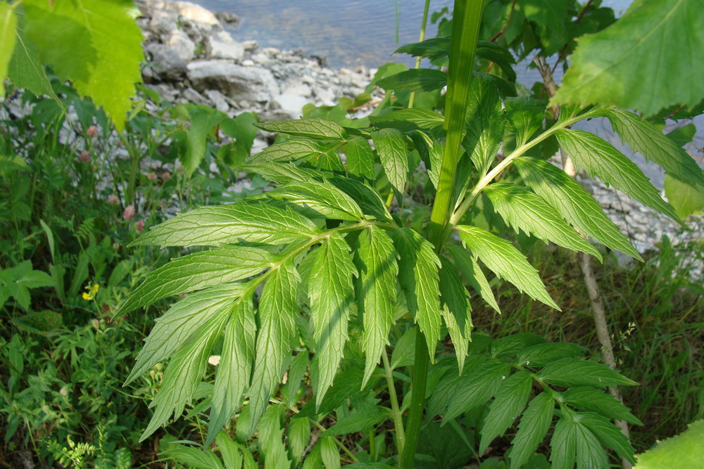 Image of Valeriana transjenisensis specimen.