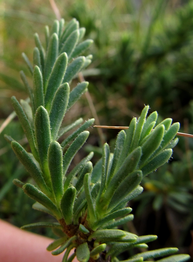 Image of Thymelaea tinctoria specimen.