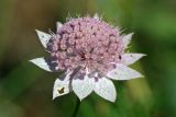 Astrantia maxima. Соцветие. Республика Адыгея, плато Лаго-Наки, ур. Верх. Цица. 24.07.2012.