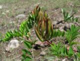 Astragalus glycyphyllos. Верхушка растения с соплодиями. Абхазия, Гагрский р-н, вблизи р. Бзып. 13.06.2012.