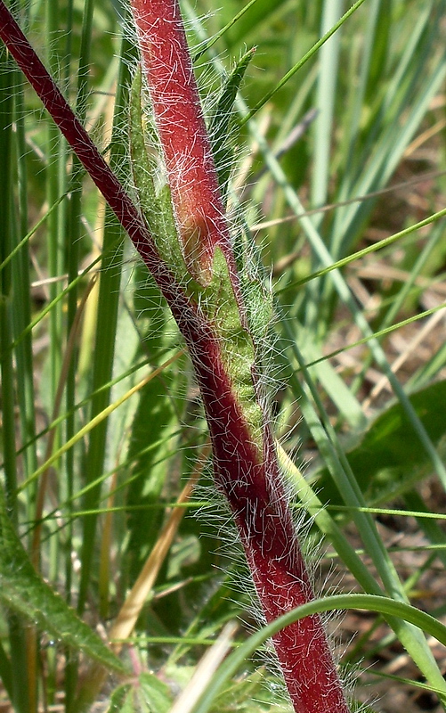 Image of Potentilla recta specimen.