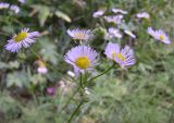 Erigeron annuus подвид lilacinus. Соцветие. Курская обл., г. Железногорск, ур. Опажье. 26 июля 2006 г.