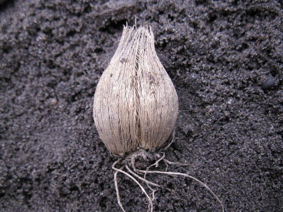 Изображение особи Iridodictyum reticulatum.
