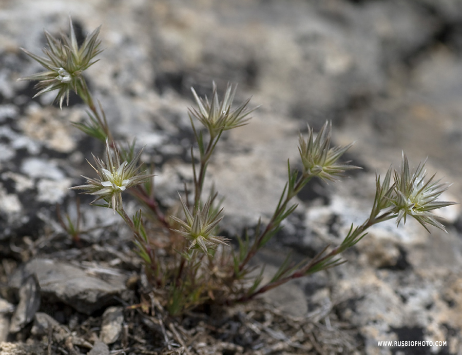 Image of Minuartia glomerata specimen.