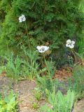 Papaver albiflorum