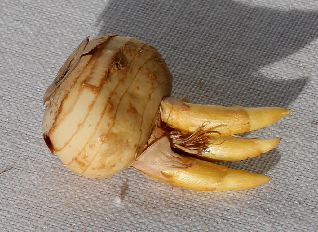 Image of Crocus chrysanthus specimen.