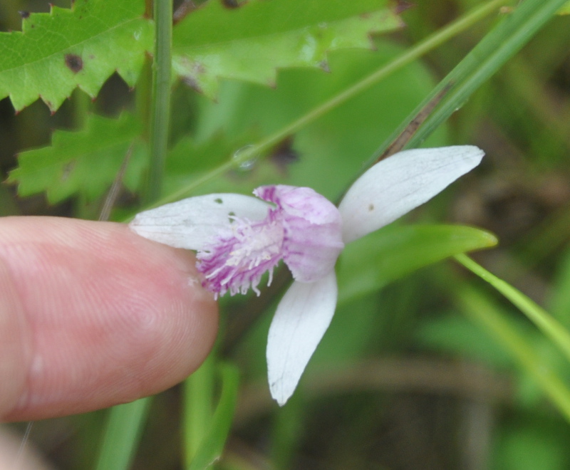 Изображение особи Pogonia japonica.