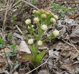 Petasites spurius