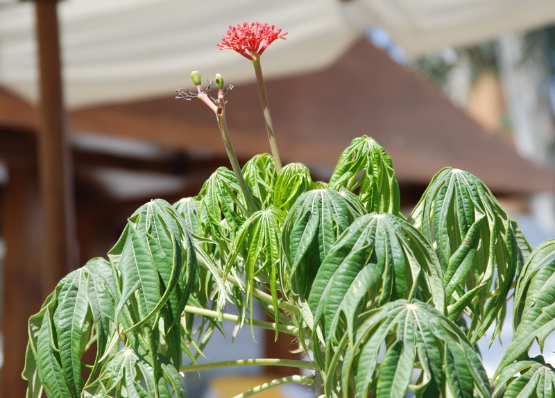 Image of Jatropha multifida specimen.