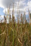 Typha angustifolia