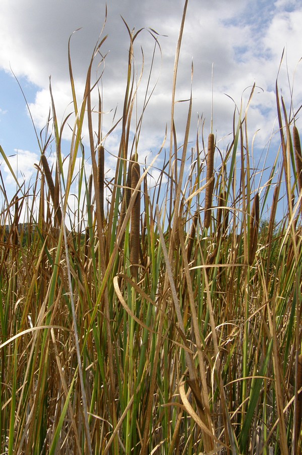 Изображение особи Typha angustifolia.