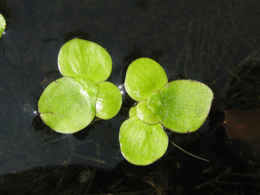 Изображение особи Spirodela polyrhiza.