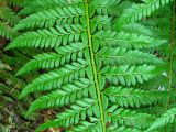 Polystichum aculeatum. Средняя часть вайи. Украина, Тернопольская обл., Кременецкий р-н, окр. г. Почаева, возле Свято-Духовского скита. 04.06.2012.