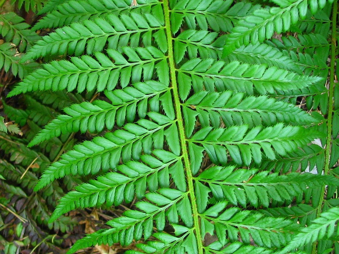 Image of Polystichum aculeatum specimen.