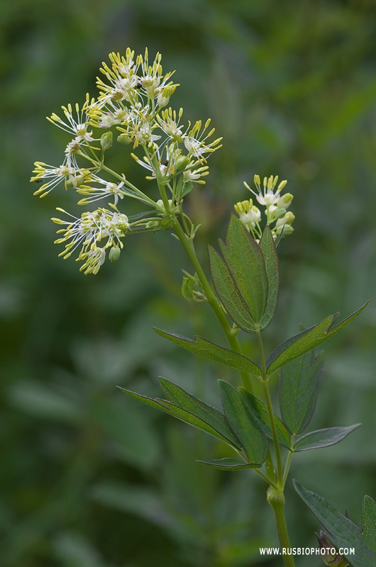 Изображение особи Thalictrum flavum.