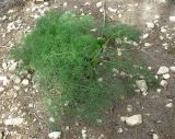 genus Ferula. Вегетирующее растение. Израиль, Северный Негев, лес Лаав. 05.02.2013.