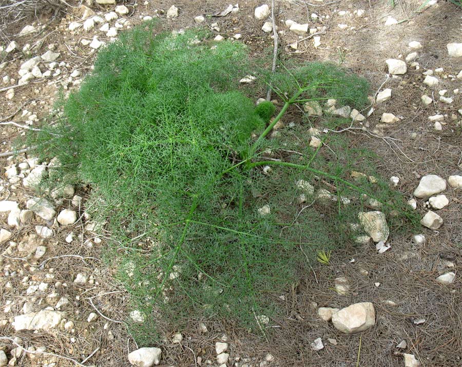 Image of genus Ferula specimen.