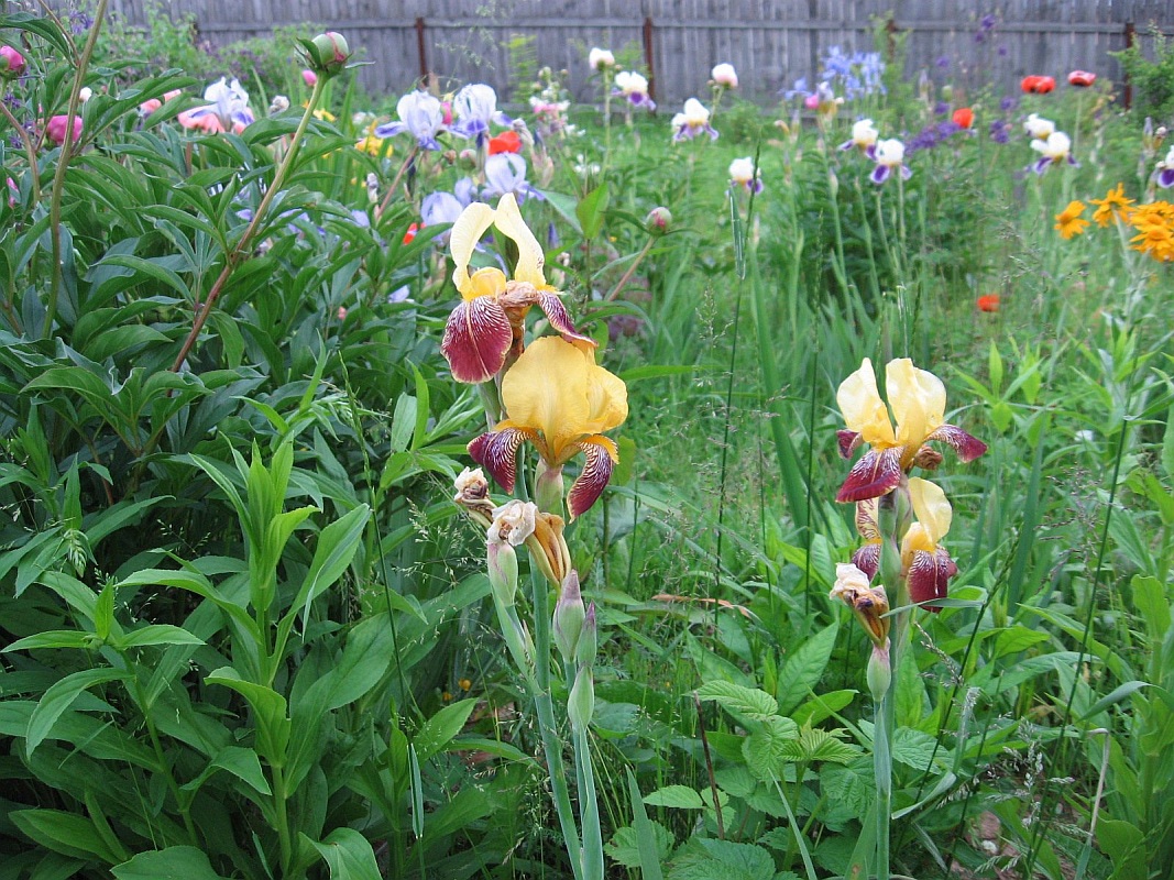 Image of genus Iris specimen.