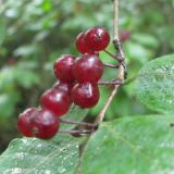 Lonicera steveniana. Соплодия. Карачаево-Черкесия, Карачаевский р-н, ущелье Назлыкол. 26.08.2011.