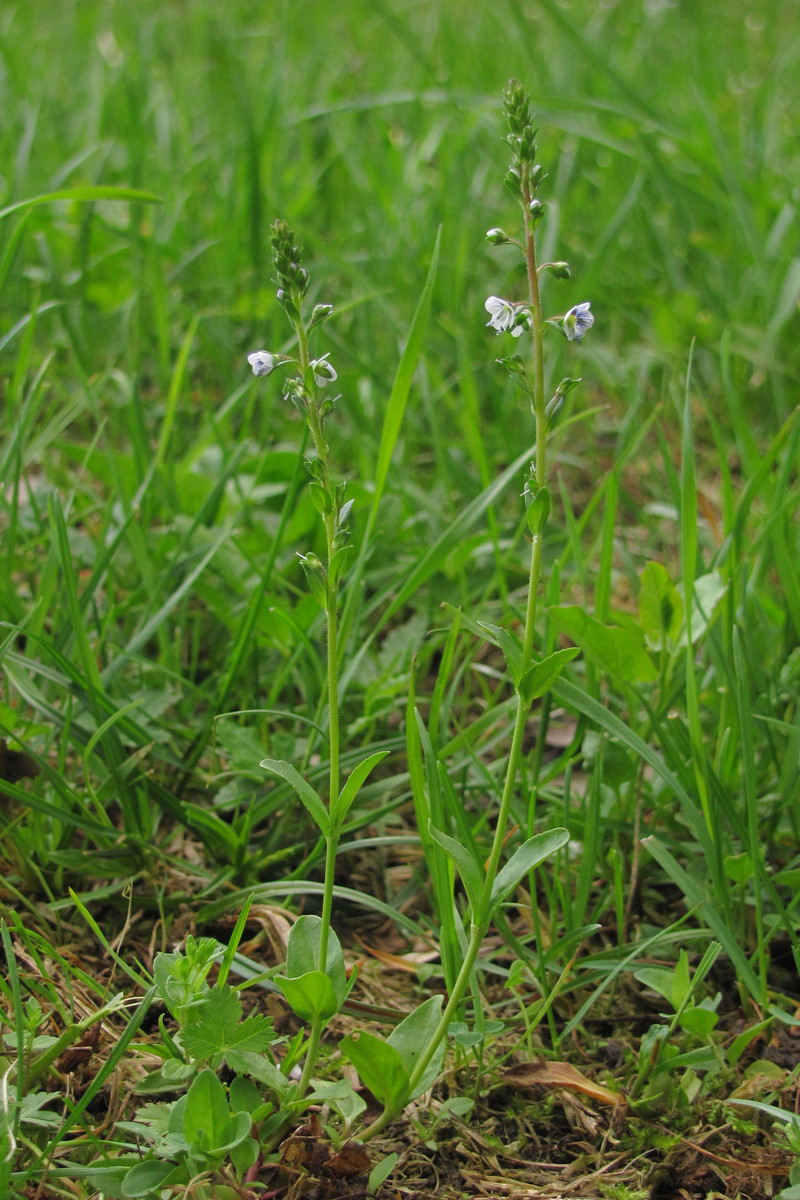 Image of Veronica humifusa specimen.