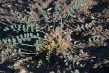 Astragalus glomeratus