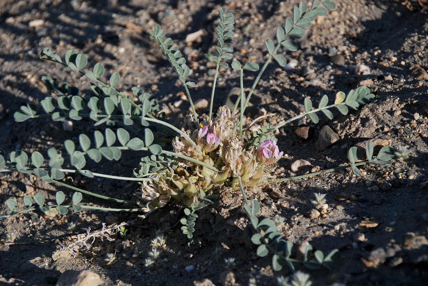 Изображение особи Astragalus glomeratus.